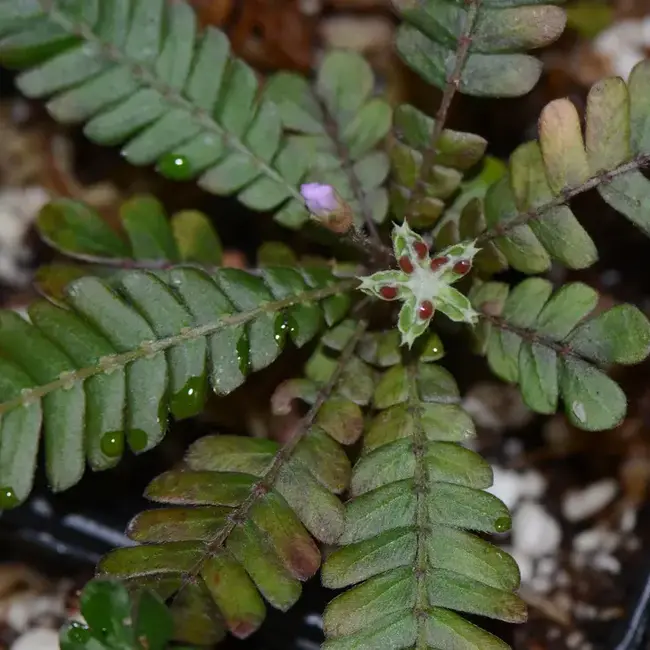 Live Plant Biophytum sp. Ecuador. live plant