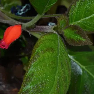 Live Plant Pearcea aff. sprucei "Type 1"