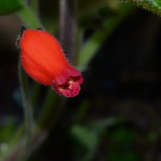 Pearcea aff. sprucei "Type 1"
