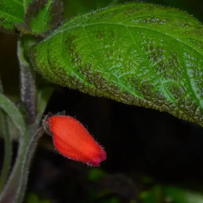 Pearcea aff. sprucei "Type 1"