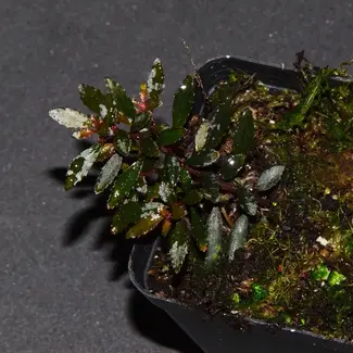 Triolena pilloselloides Live Plant