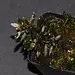 Triolena pilloselloides Live Plant