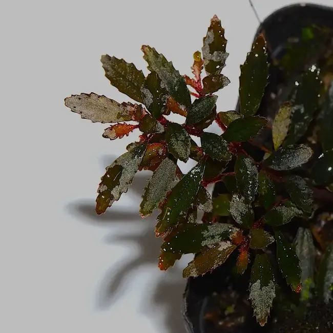 Live Plant Triolena pilloselloides Live Plant