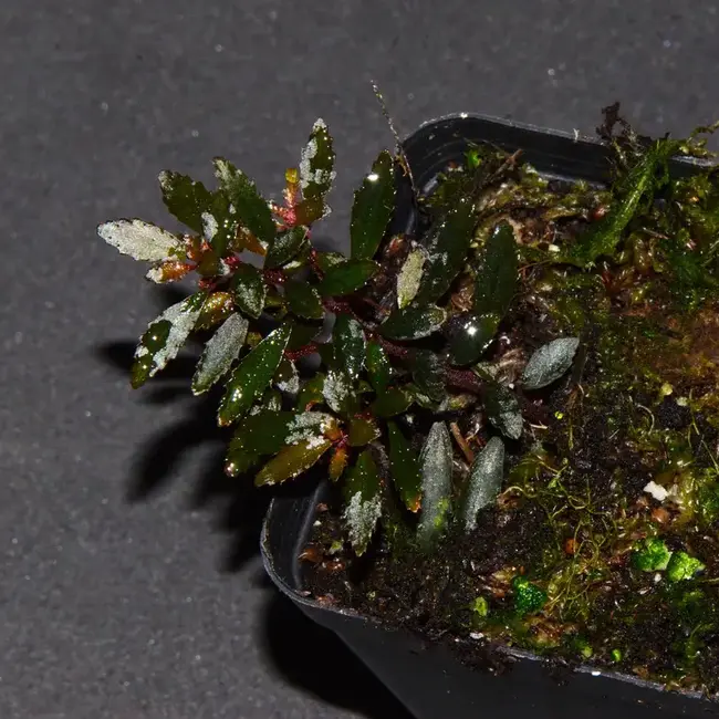 Live Plant Triolena pilloselloides Live Plant