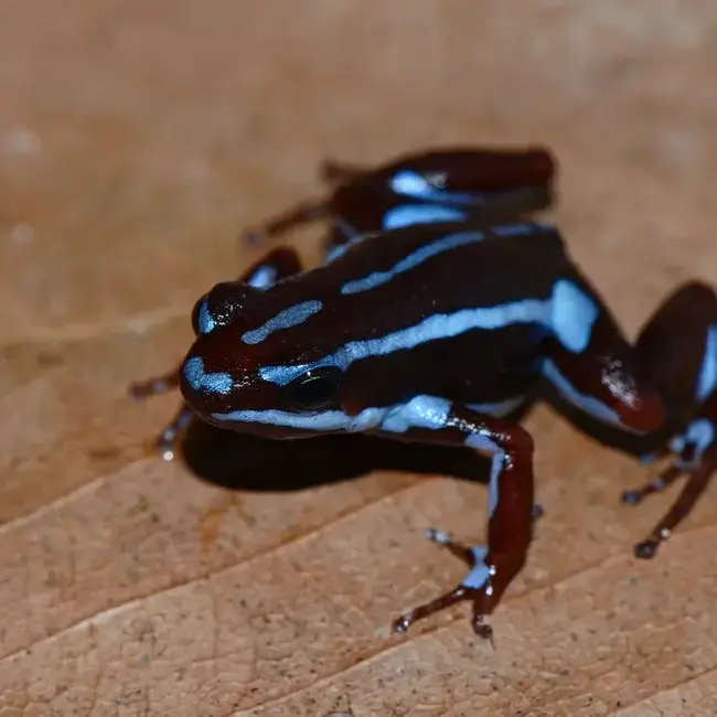 Epipedobates anthonyi "Ankas" Dart Frog