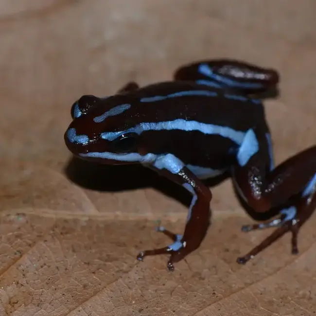 Epipedobates anthonyi "Ankas" Dart Frog