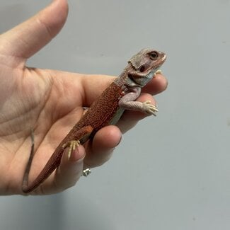 High Red Translucent Bearded Dragon 'w'