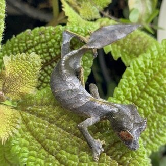 Satanic Leaf Tail Uroplatus Phantasticus Female