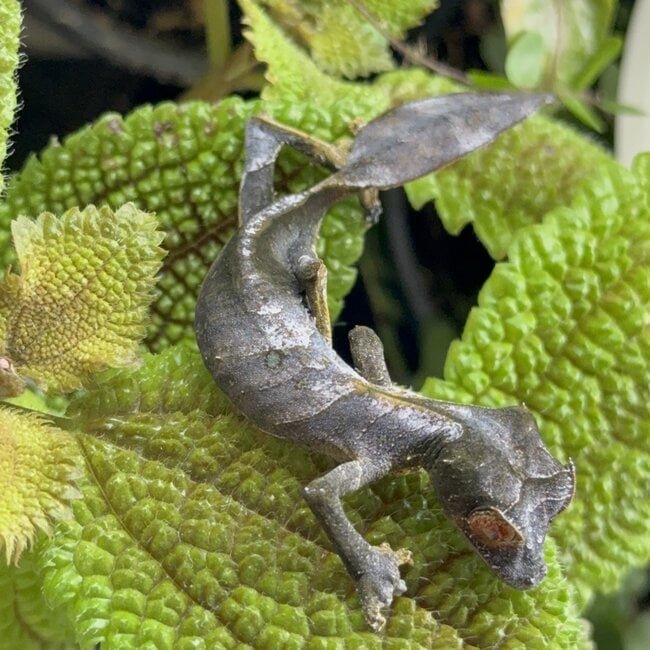 Satanic Leaf Tail Uroplatus Phantasticus Female
