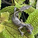 Satanic Leaf Tail Uroplatus Phantasticus Female