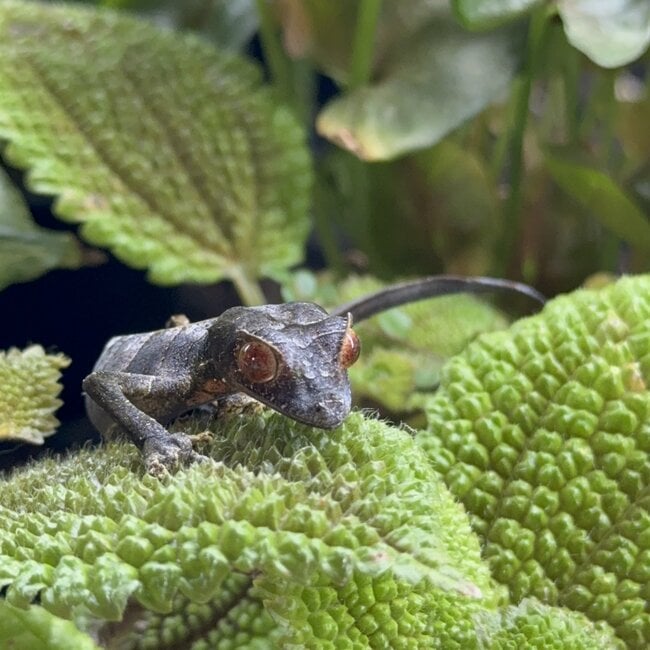 Satanic Leaf Tail Uroplatus Phantasticus Female