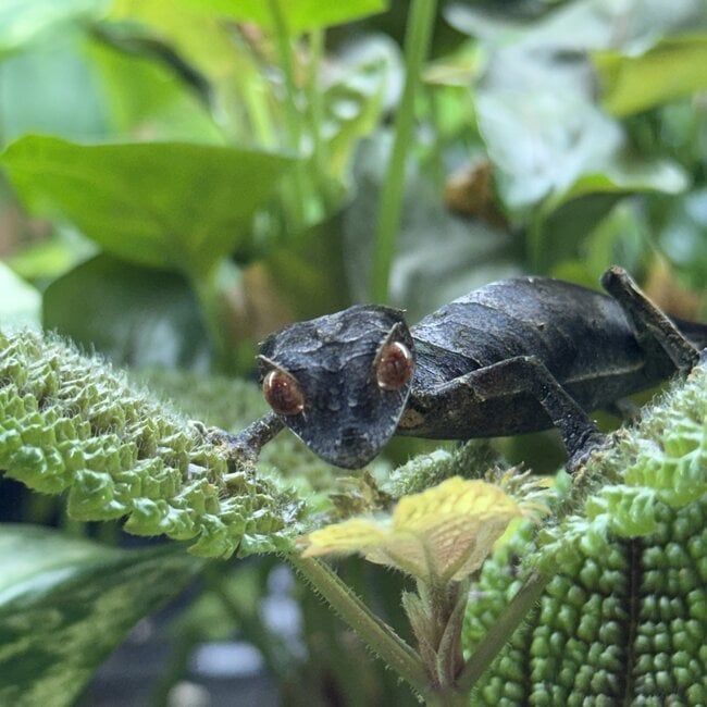 Satanic Leaf Tail Uroplatus Phantasticus Female