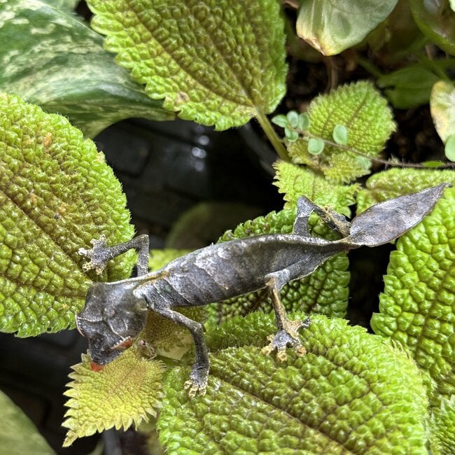 Satanic Leaf Tail Uroplatus Phantasticus Female
