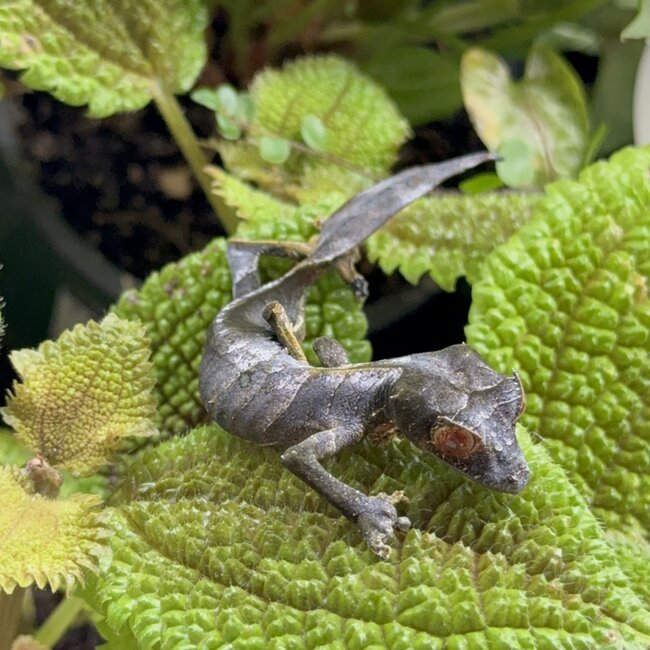 Satanic Leaf Tail Uroplatus Phantasticus Female