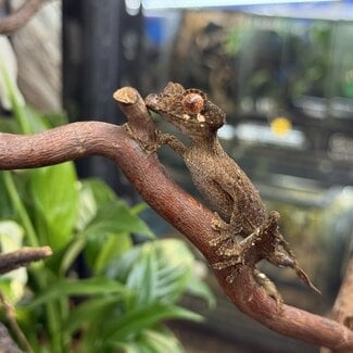 Uroplatus ebenaui, Spearpoint Leaf Tail Gecko Male