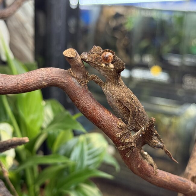 Uroplatus ebenaui, Spearpoint Leaf Tail Gecko Male