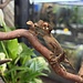 Uroplatus ebenaui, Spearpoint Leaf Tail Gecko Male