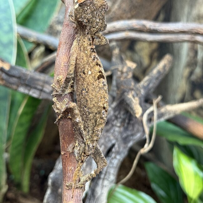 Uroplatus ebenaui, Spearpoint Leaf Tail Gecko Male