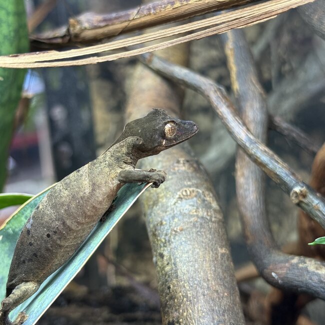 Uroplatus ebenaui, Spearpoint Leaf Tail Gecko Female