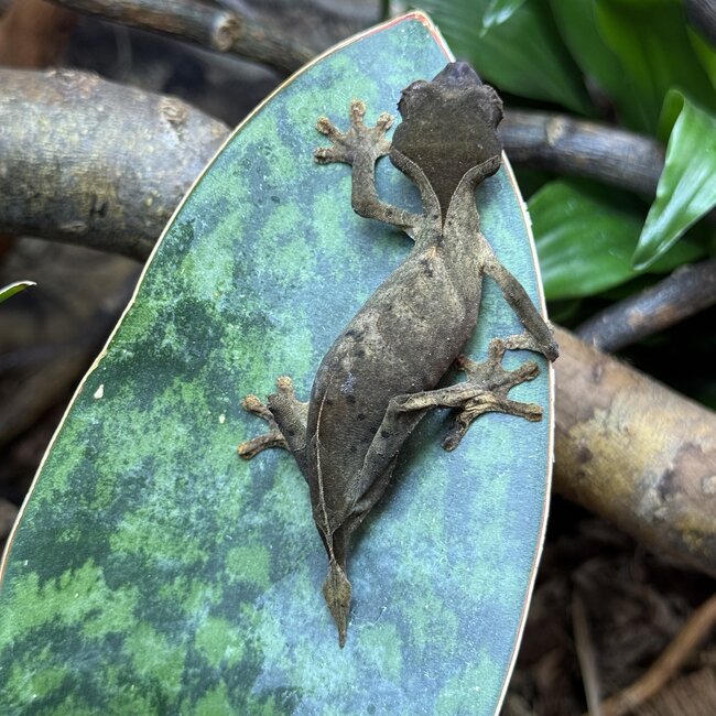Uroplatus ebenaui, Spearpoint Leaf Tail Gecko Female
