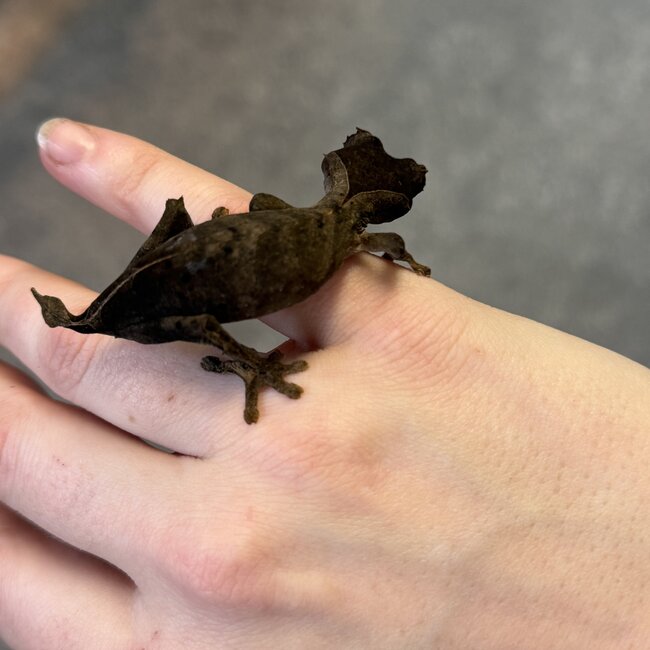 Uroplatus ebenaui, Spearpoint Leaf Tail Gecko Female