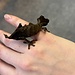 Uroplatus ebenaui, Spearpoint Leaf Tail Gecko Female