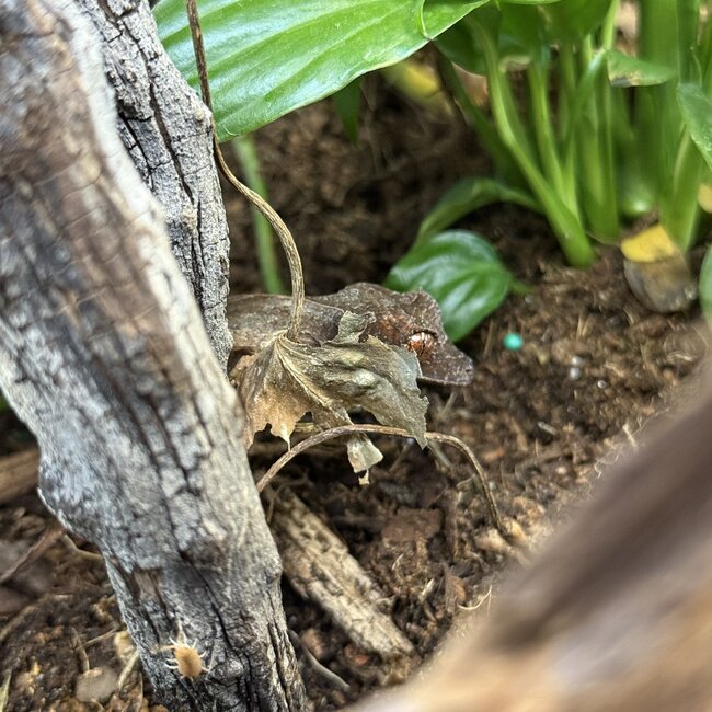 Uroplatus ebenaui, Spearpoint Leaf Tail Gecko Female