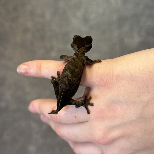 Uroplatus ebenaui, Spearpoint Leaf Tail Gecko Female