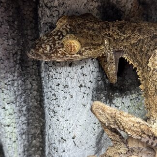 Uroplatus Fimbriatus Giant Leaf Tail Gecko Male