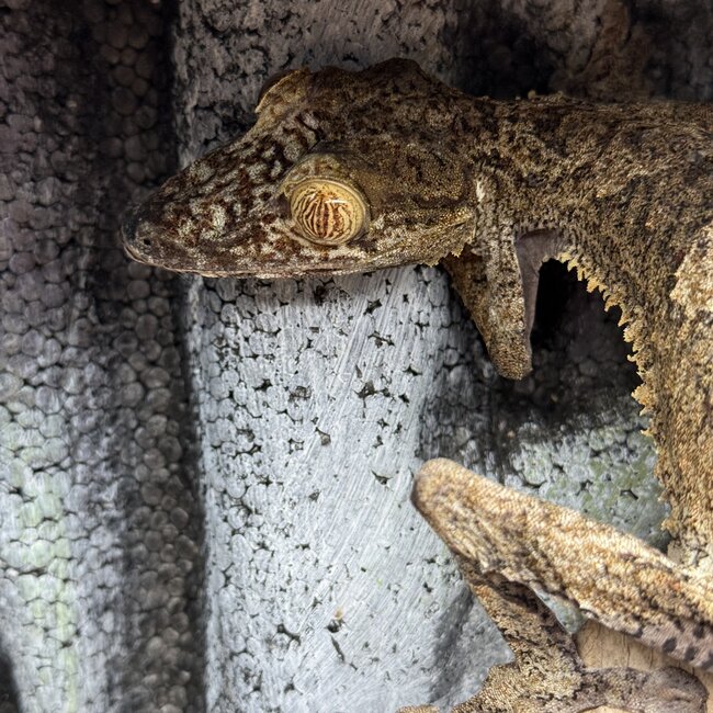 Uroplatus Fimbriatus Giant Leaf Tail Gecko Male