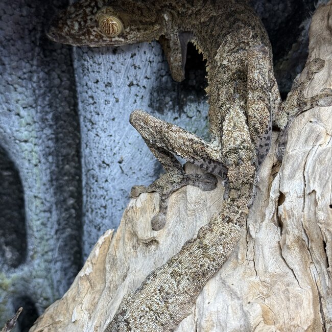 Uroplatus Fimbriatus Giant Leaf Tail Gecko Male