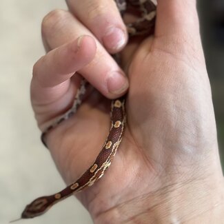 Normal Corn Snake het Ghost Female '16C'