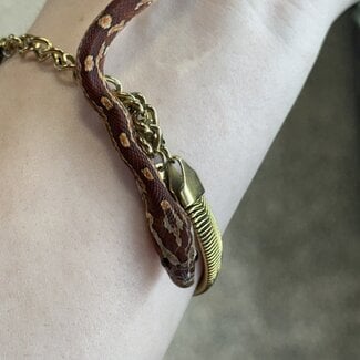 Normal Corn Snake het Ghost Female '16B'