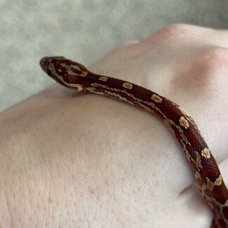 Normal Corn Snake het Ghost Female '16A'