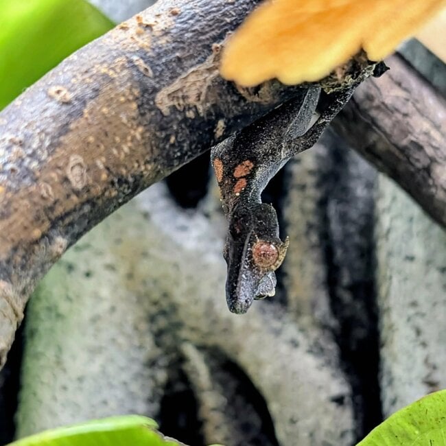 Satanic Leaf Tail Uroplatus Phantasticus Female