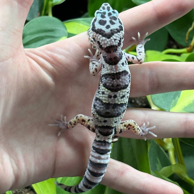 Mack Snow Leopard Gecko ‘MS’
