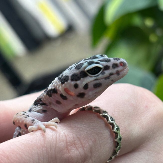 Mack Snow Leopard Gecko ‘MS’