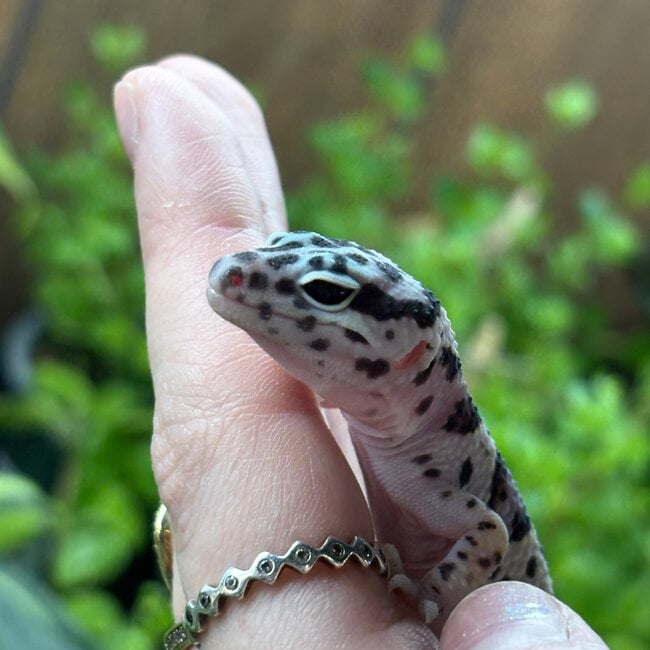 Mack Snow Leopard Gecko ‘MS’