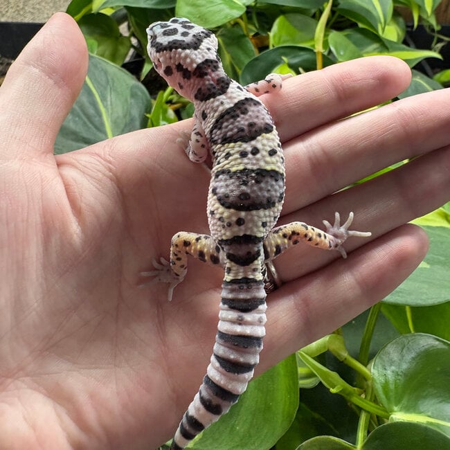Mack Snow Leopard Gecko ‘MS’