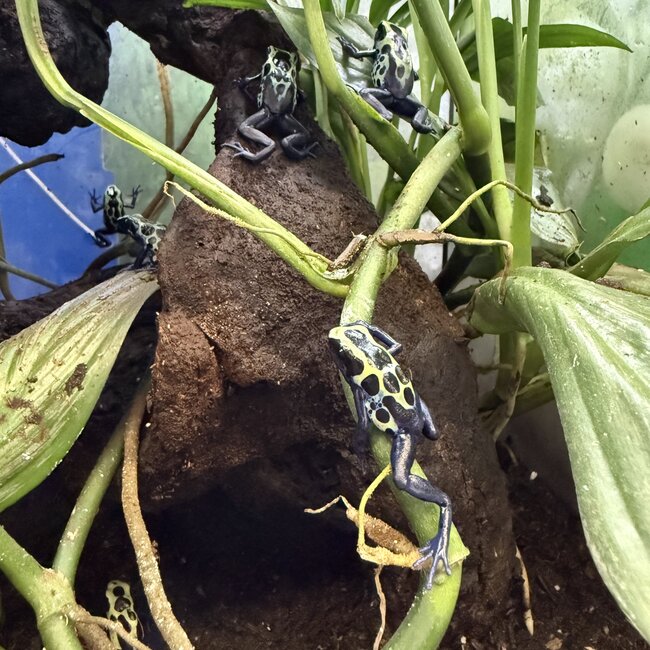 Dendrobates tinctorius "Green Sipaliwini" Dart Frog