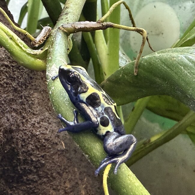 Dendrobates tinctorius "Green Sipaliwini" Dart Frog