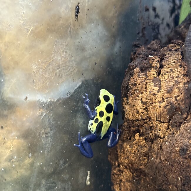 Dendrobates tinctorius "Green Sipaliwini" Dart Frog