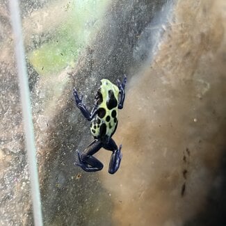 Dendrobates tinctorius "Green Sipaliwini" Dart Frog