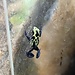 Dendrobates tinctorius "Green Sipaliwini" Dart Frog