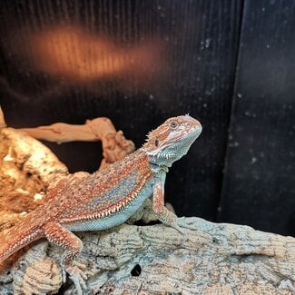 Red Hypo Blue Bar Dunner Bearded Dragon