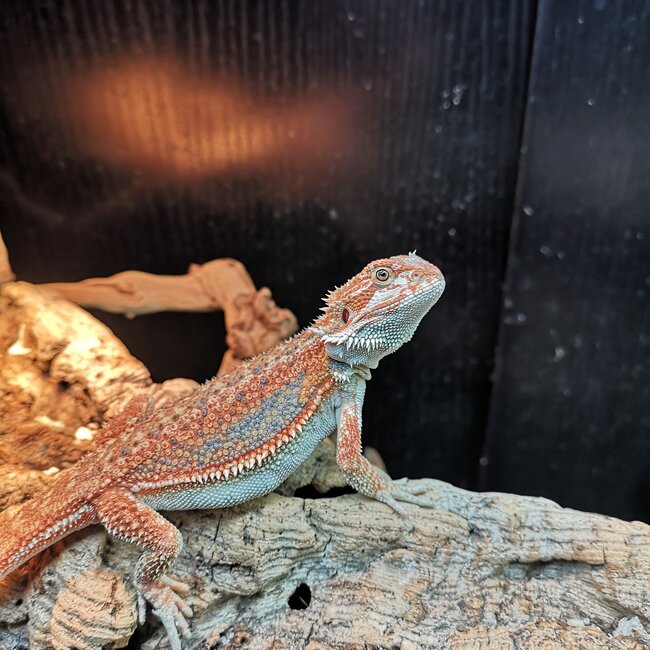 Red Hypo Blue Bar Dunner Bearded Dragon