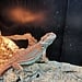 Red Hypo Blue Bar Dunner Bearded Dragon