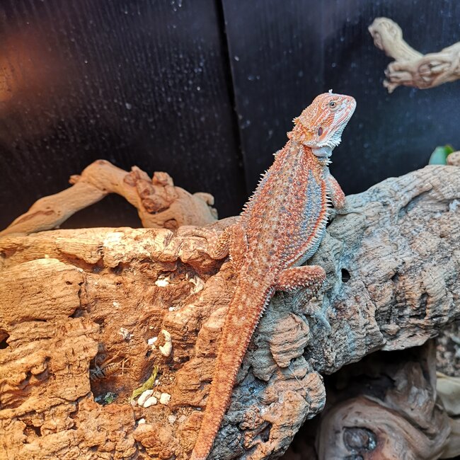 Red Hypo Blue Bar Dunner Bearded Dragon