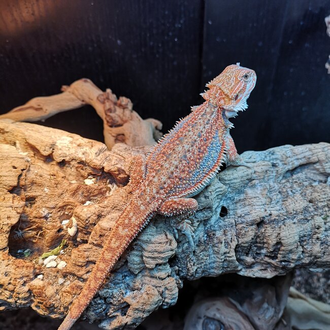 Red Hypo Blue Bar Dunner Bearded Dragon