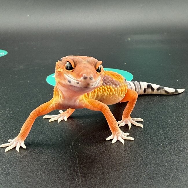 High Red Blood Emerine Leopard Gecko
